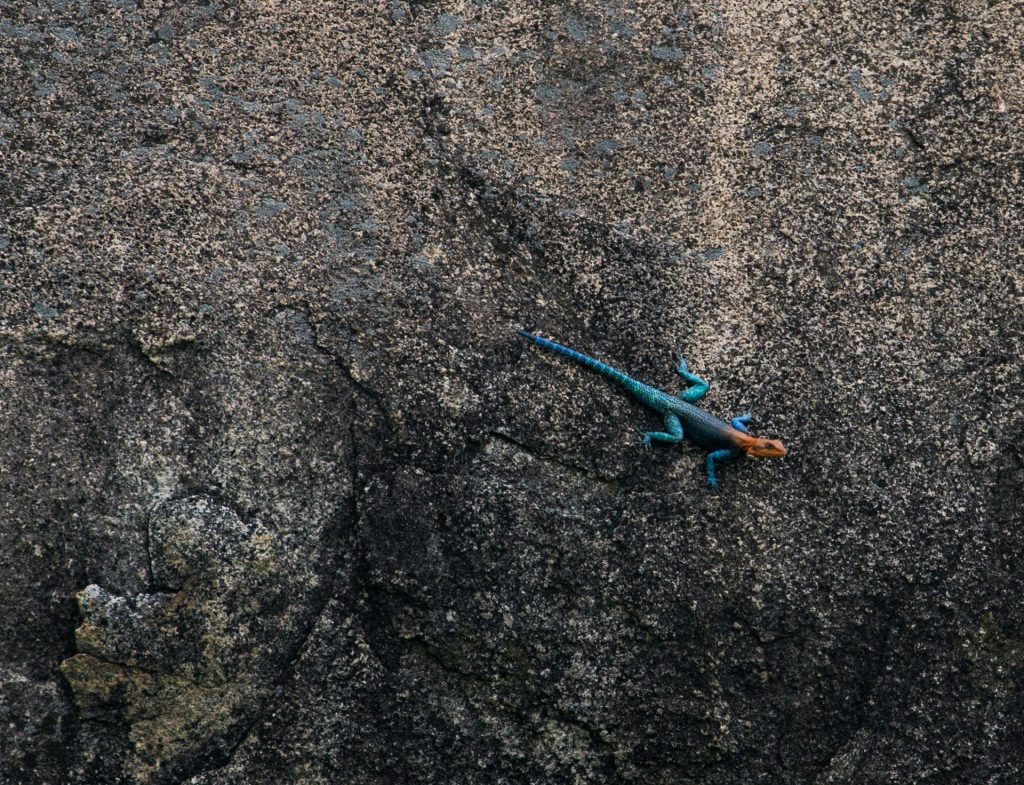 A blue and orange reptile is standing on a rock at the Ruaha National Park in Tanzania, Africa.