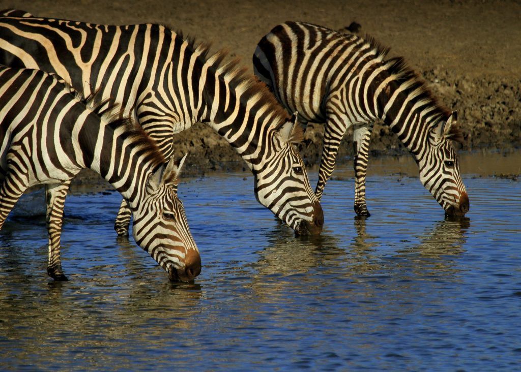 Zebras drinking from the lake that is located in the Serengeti National Park in Tanzania, Africa.