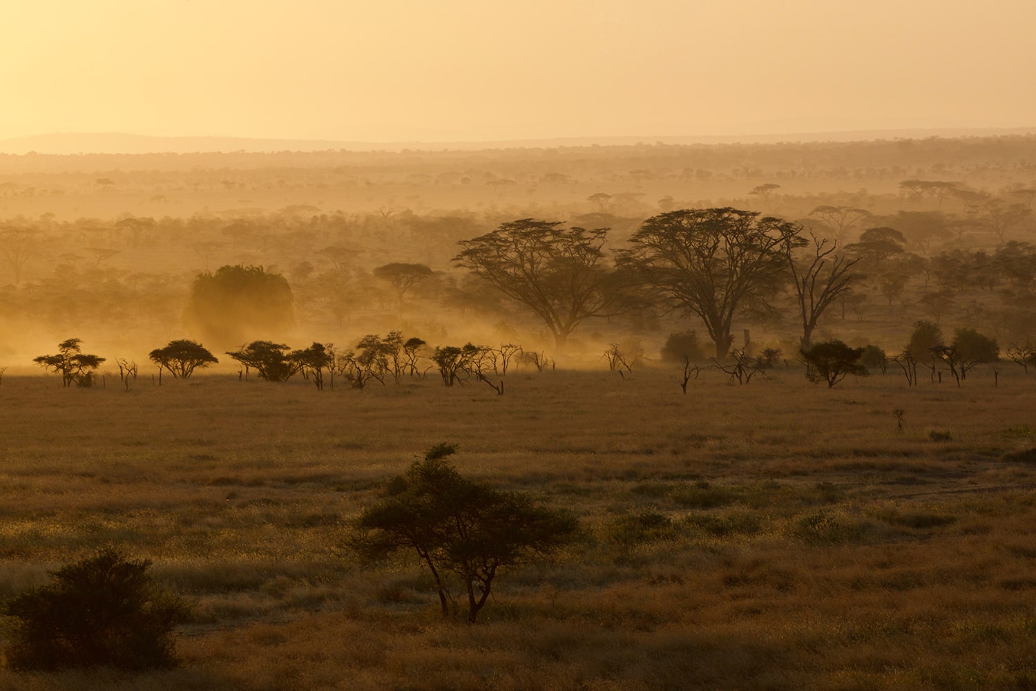 Serengeti2-min