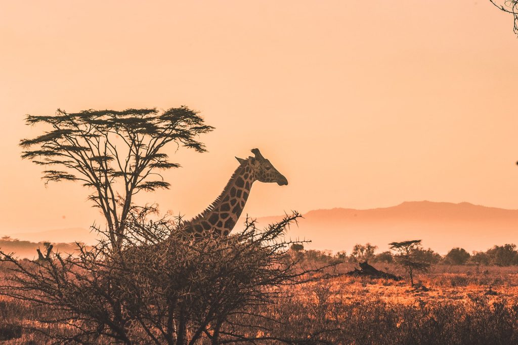 Giraffe standing behind a savannah tree during the sunset in Tarangire National Park in Tanzania, Africa.