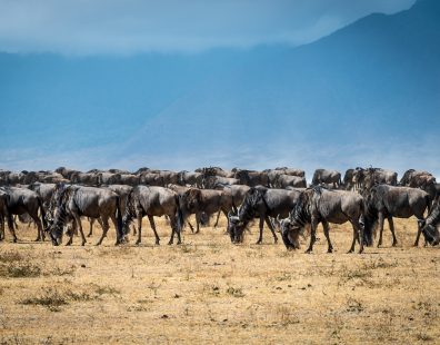 Herd of buffalo eating the dry grass in Tanzania, Africa
